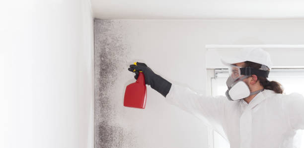 Mold Removal and Inspection in Glenville, CT